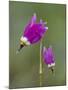 Alpine Shooting Star (Dodecatheon Alpinum), Yellowstone National Park, Wyoming, USA, North America-James Hager-Mounted Photographic Print