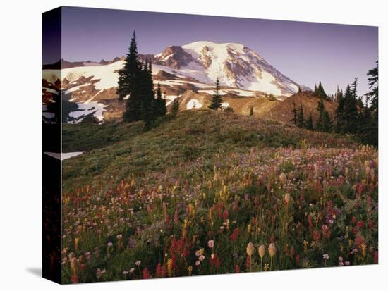 Alpine Summer Wildflowers, Mt. Rainer National Park-Stuart Westmorland-Stretched Canvas