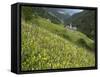 Alpine Wild Flower Meadow, Dolomites, Italy, Europe-Gary Cook-Framed Stretched Canvas