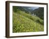 Alpine Wild Flower Meadow, Dolomites, Italy, Europe-Gary Cook-Framed Photographic Print