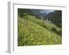 Alpine Wild Flower Meadow, Dolomites, Italy, Europe-Gary Cook-Framed Photographic Print