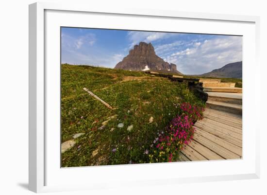 Alpine Wildflowers Along Boardwalk , Glacier National Park, Montana-Chuck Haney-Framed Photographic Print