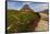 Alpine Wildflowers Along Boardwalk , Glacier National Park, Montana-Chuck Haney-Framed Stretched Canvas