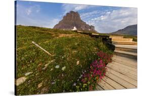 Alpine Wildflowers Along Boardwalk , Glacier National Park, Montana-Chuck Haney-Stretched Canvas