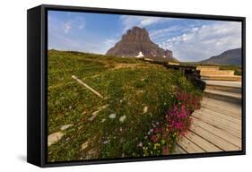 Alpine Wildflowers Along Boardwalk , Glacier National Park, Montana-Chuck Haney-Framed Stretched Canvas