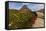 Alpine Wildflowers Along Boardwalk , Glacier National Park, Montana-Chuck Haney-Framed Stretched Canvas