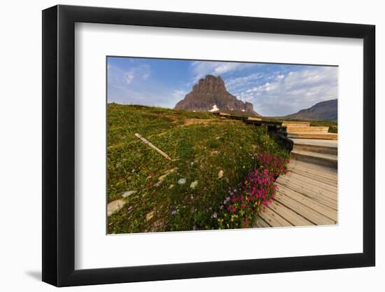 Alpine Wildflowers Along Boardwalk , Glacier National Park, Montana-Chuck Haney-Framed Photographic Print