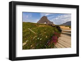 Alpine Wildflowers Along Boardwalk , Glacier National Park, Montana-Chuck Haney-Framed Photographic Print