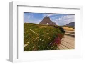 Alpine Wildflowers Along Boardwalk , Glacier National Park, Montana-Chuck Haney-Framed Photographic Print