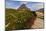 Alpine Wildflowers Along Boardwalk , Glacier National Park, Montana-Chuck Haney-Mounted Photographic Print