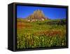 Alpine Wildflowers at Logan Pass, Glacier National Park, Montana, USA-Chuck Haney-Framed Stretched Canvas