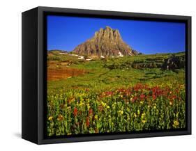 Alpine Wildflowers at Logan Pass, Glacier National Park, Montana, USA-Chuck Haney-Framed Stretched Canvas