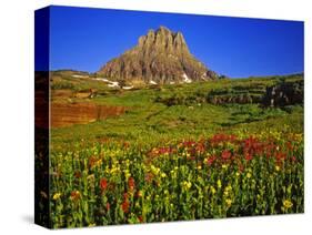 Alpine Wildflowers at Logan Pass, Glacier National Park, Montana, USA-Chuck Haney-Stretched Canvas
