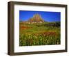 Alpine Wildflowers at Logan Pass, Glacier National Park, Montana, USA-Chuck Haney-Framed Photographic Print