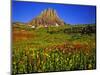 Alpine Wildflowers at Logan Pass, Glacier National Park, Montana, USA-Chuck Haney-Mounted Photographic Print