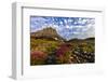 Alpine Wildflowers in the Hanging Gardens of Logan Pass in Glacier National Park, Montana, Usa-Chuck Haney-Framed Photographic Print