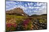 Alpine Wildflowers in the Hanging Gardens of Logan Pass in Glacier National Park, Montana, Usa-Chuck Haney-Mounted Photographic Print