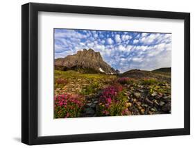 Alpine Wildflowers in the Hanging Gardens of Logan Pass in Glacier National Park, Montana, Usa-Chuck Haney-Framed Premium Photographic Print