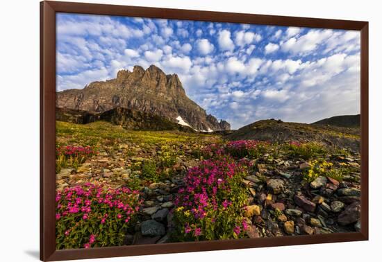 Alpine Wildflowers in the Hanging Gardens of Logan Pass in Glacier National Park, Montana, Usa-Chuck Haney-Framed Photographic Print