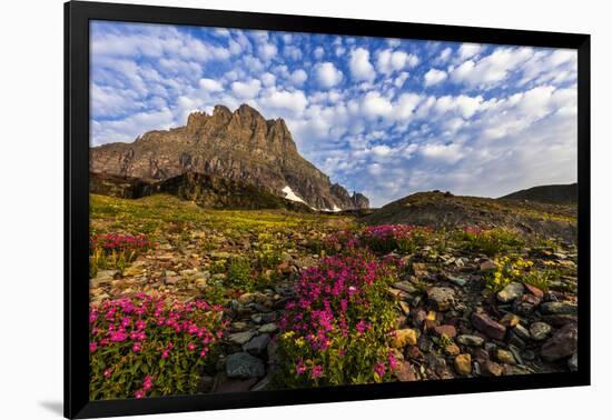 Alpine Wildflowers in the Hanging Gardens of Logan Pass in Glacier National Park, Montana, Usa-Chuck Haney-Framed Photographic Print