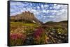 Alpine Wildflowers in the Hanging Gardens of Logan Pass in Glacier National Park, Montana, Usa-Chuck Haney-Framed Stretched Canvas