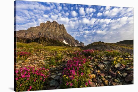 Alpine Wildflowers in the Hanging Gardens of Logan Pass in Glacier National Park, Montana, Usa-Chuck Haney-Stretched Canvas