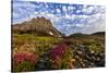 Alpine Wildflowers in the Hanging Gardens of Logan Pass in Glacier National Park, Montana, Usa-Chuck Haney-Stretched Canvas
