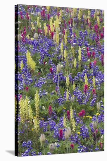 Alpine Wildflowers, Mount Rainier-Ken Archer-Stretched Canvas