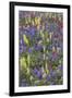 Alpine Wildflowers, Mount Rainier-Ken Archer-Framed Photographic Print