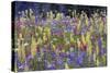 Alpine Wildflowers, Mount Rainier-Ken Archer-Stretched Canvas