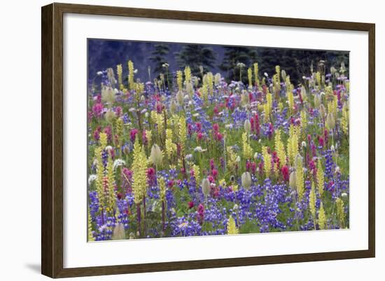 Alpine Wildflowers, Mount Rainier-Ken Archer-Framed Photographic Print