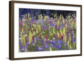 Alpine Wildflowers, Mount Rainier-Ken Archer-Framed Photographic Print