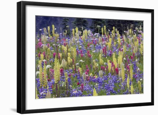 Alpine Wildflowers, Mount Rainier-Ken Archer-Framed Photographic Print