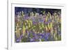 Alpine Wildflowers, Mount Rainier-Ken Archer-Framed Photographic Print