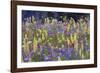 Alpine Wildflowers, Mount Rainier-Ken Archer-Framed Photographic Print