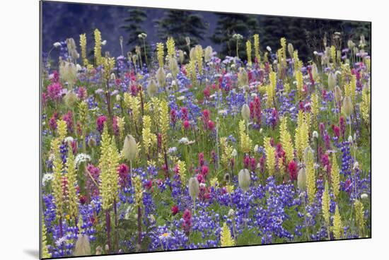 Alpine Wildflowers, Mount Rainier-Ken Archer-Mounted Photographic Print