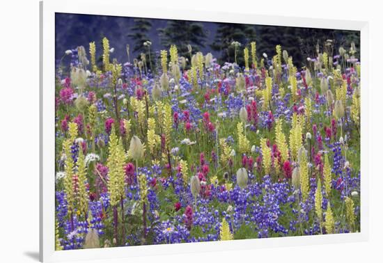 Alpine Wildflowers, Mount Rainier-Ken Archer-Framed Photographic Print