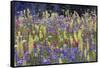 Alpine Wildflowers, Mount Rainier-Ken Archer-Framed Stretched Canvas