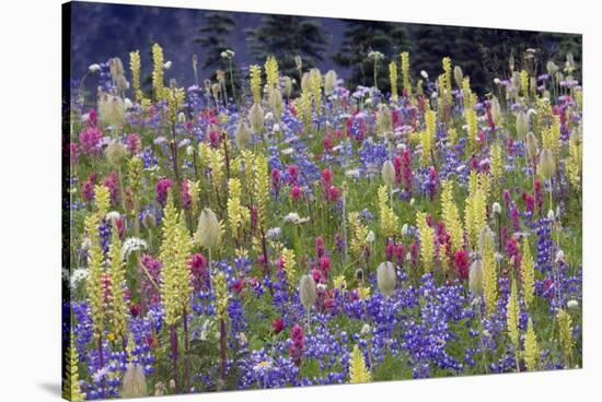 Alpine Wildflowers, Mount Rainier-Ken Archer-Stretched Canvas