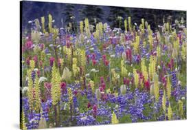 Alpine Wildflowers, Mount Rainier-Ken Archer-Stretched Canvas