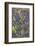 Alpine Wildflowers, Mount Rainier-Ken Archer-Framed Photographic Print