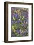 Alpine Wildflowers, Mount Rainier-Ken Archer-Framed Photographic Print