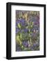 Alpine Wildflowers, Mount Rainier-Ken Archer-Framed Photographic Print