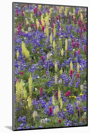 Alpine Wildflowers, Mount Rainier-Ken Archer-Mounted Photographic Print