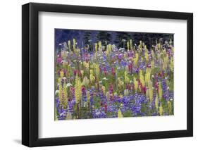 Alpine Wildflowers, Mount Rainier-Ken Archer-Framed Photographic Print