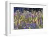 Alpine Wildflowers, Mount Rainier-Ken Archer-Framed Photographic Print