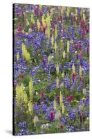 Alpine Wildflowers, Mount Rainier-Ken Archer-Stretched Canvas