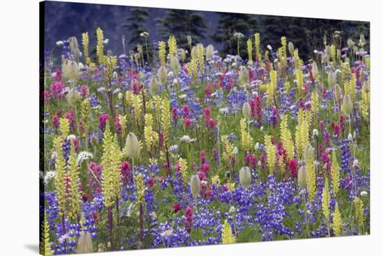 Alpine Wildflowers, Mount Rainier-Ken Archer-Stretched Canvas