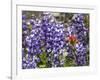 Alpine Wildflowers, Mount Saint Helens Volcano National Park, Washington State-William Perry-Framed Photographic Print