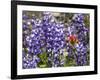 Alpine Wildflowers, Mount Saint Helens Volcano National Park, Washington State-William Perry-Framed Photographic Print